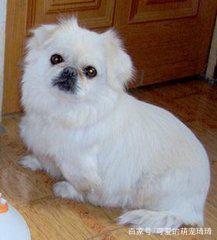 京巴犬的有哪些特点,京巴犬和什么犬最好看