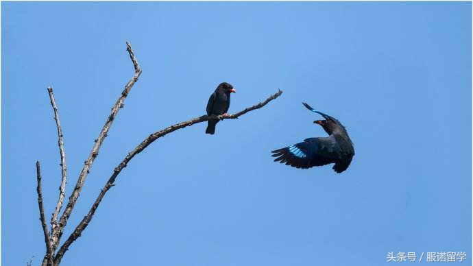 中国家长拼了命的要把孩子送出国门，究竟是为了啥？
