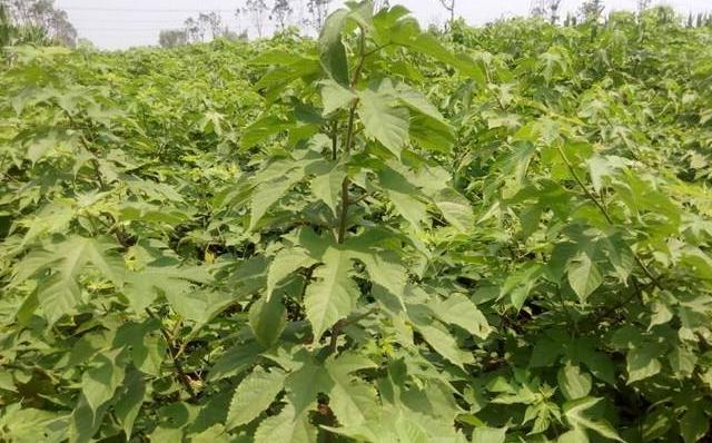 不要错过了发酵饲料的新时代