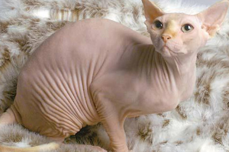 超冰脱毛用的什么机器,光滑肌肤脱毛效果好吗