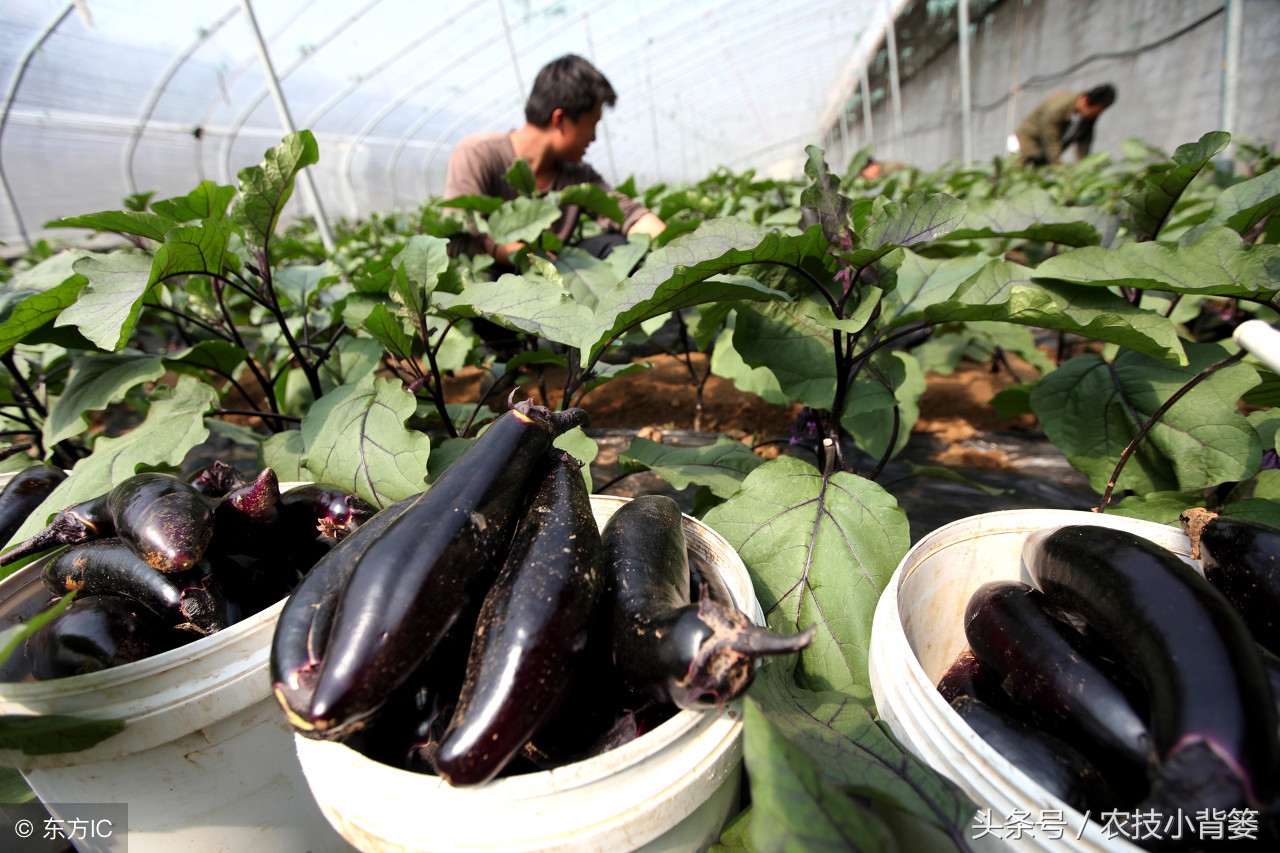 种茄子整枝打叉后多久才能浇水,茄子种子种植最简单的方法