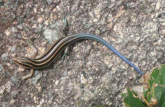 四脚蛇生长周期,野生四脚蛇能长多大