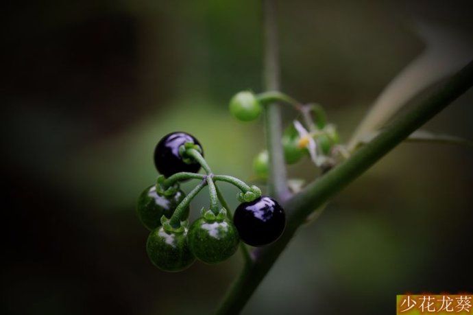 常见且能食用的野生小果子,农村夏天可以生吃的野果子