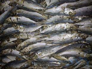 闽南小咸鱼干海鱼,闽南咸鱼干怎么煮好吃窍门