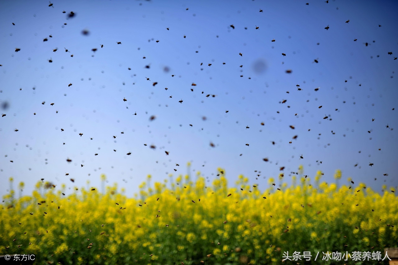 自然分蜂分出的是老蜂还是幼蜂,自然分蜂分几波