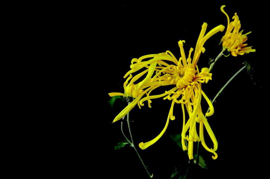 古人咏菊诗200首(值得收藏)