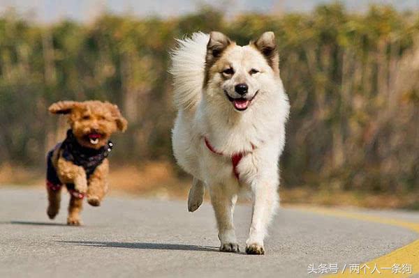 帮宠物狗减肥的正确方法,如何让糖尿病的狗狗长胖