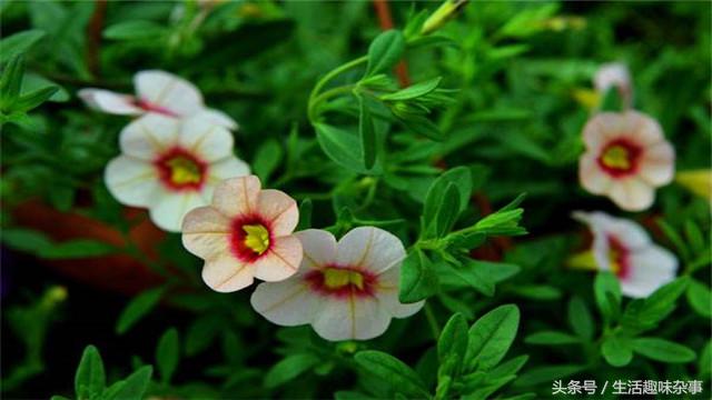 百万小铃的养殖方法,百万小铃怎么栽培