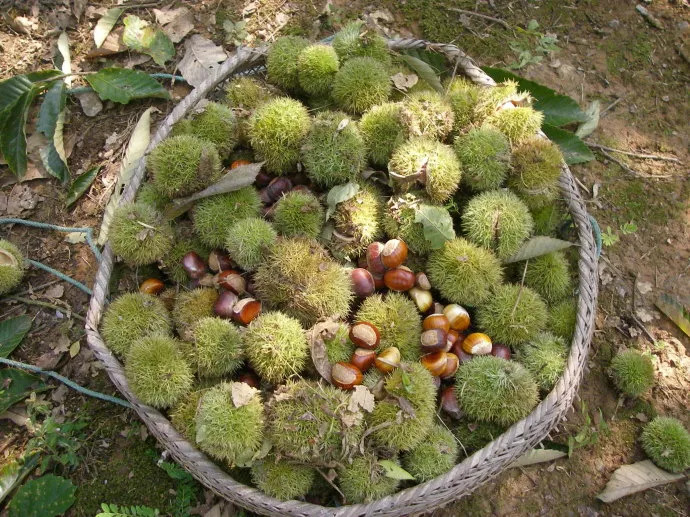 风物特产推介,湖北罗田大红袍板栗