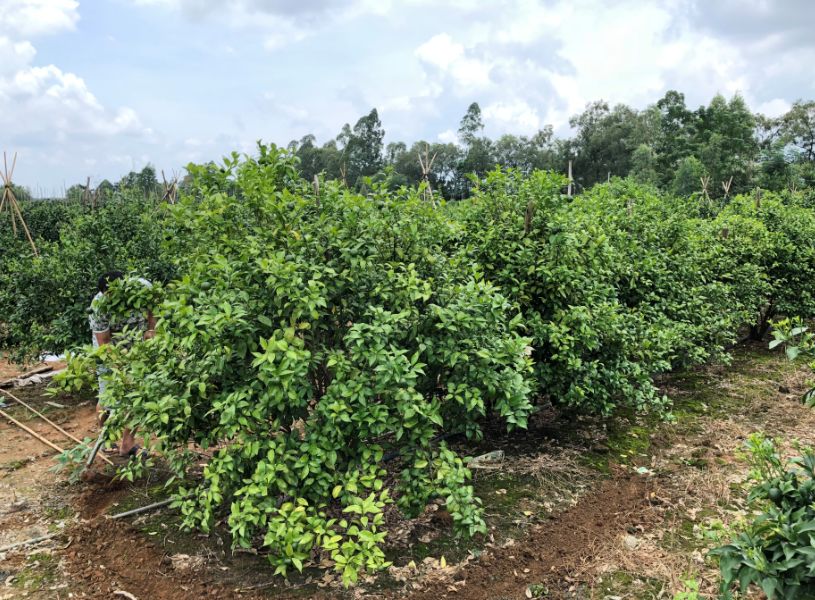 柑橘黄化修复剂爆款,黄化1号治柑橘黄化