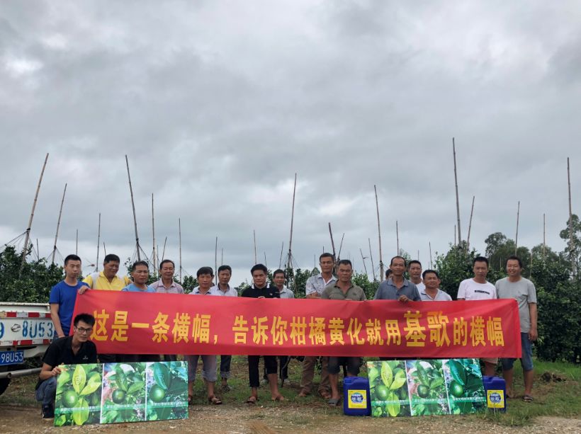 柑橘黄化修复剂爆款,黄化1号治柑橘黄化