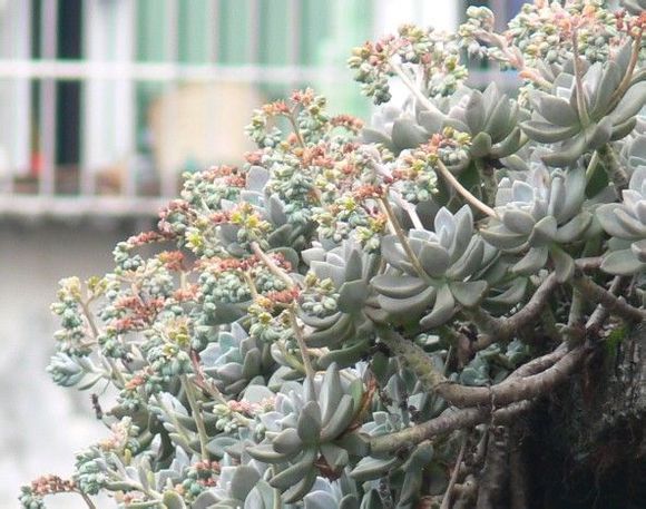 花了330元买了个10年老桩，带回家种了3箩筐，太爽了！