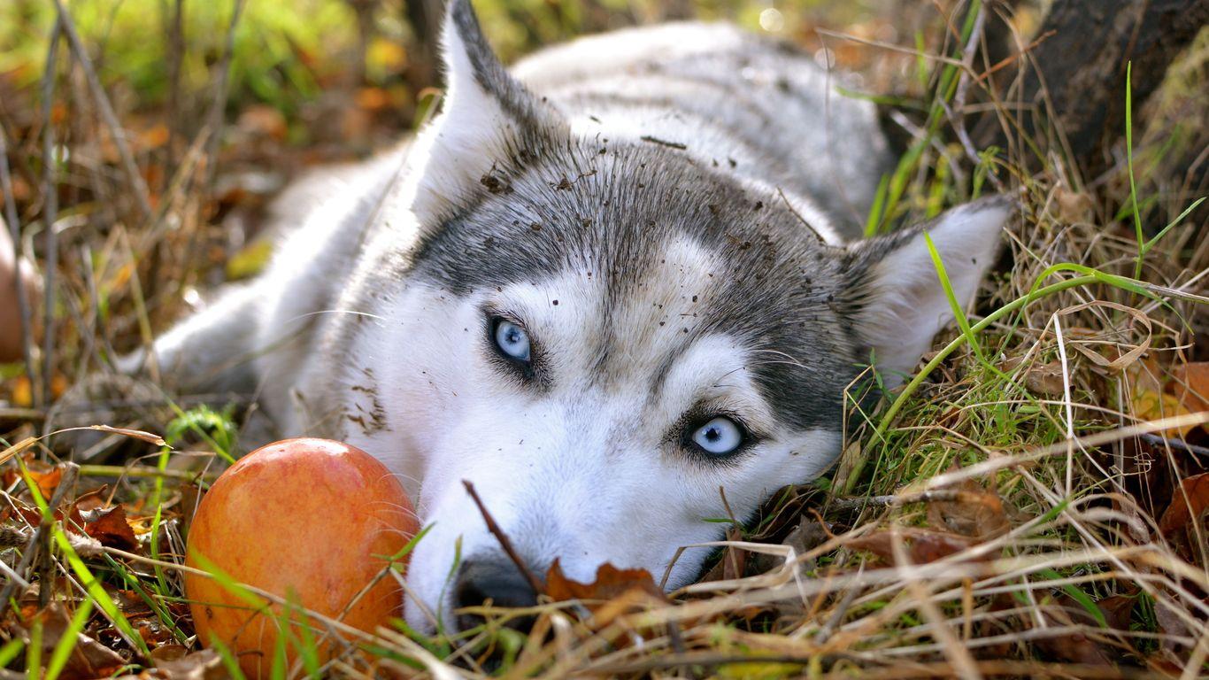 狗狗为什么会胃口差,狗狗为何肠道有问题