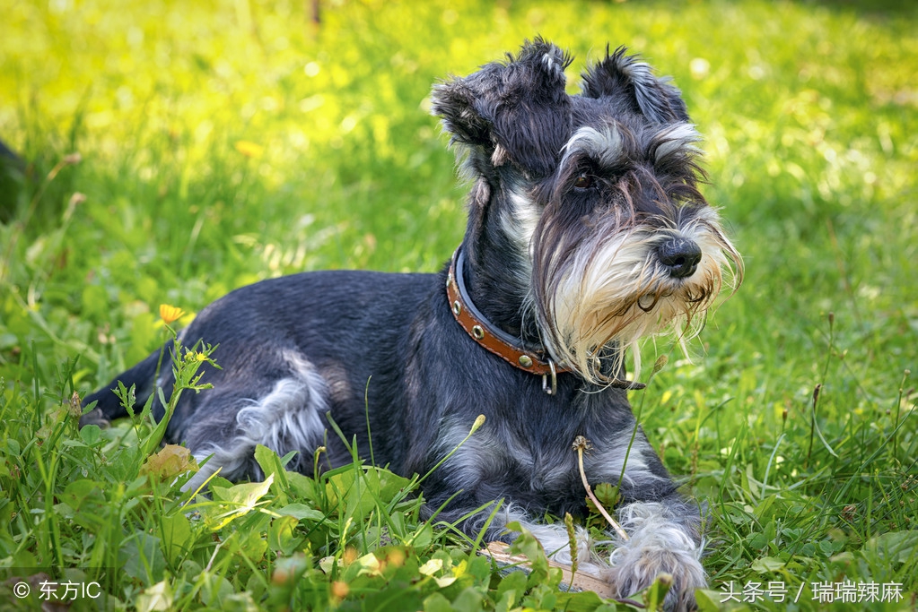 雪纳瑞皮肤病应该怎样用药,雪纳瑞皮肤病怎么治疗掉毛