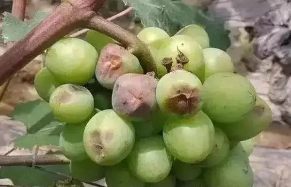 葡萄虫害防治最好方法,葡萄蓟马虫害的防治方法