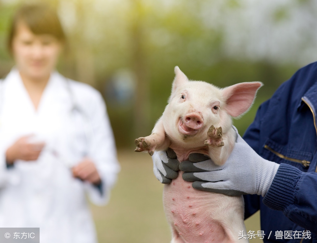 养猪猪发烧了怎么办,猪高烧不退卧地不起