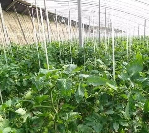 番茄只长叶子不结果怎么办,番茄只长苗不结果怎么办