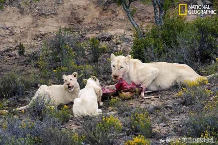 白也是罪？科学家为什么要给“白化”的动物做绝育手术？！