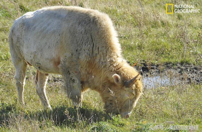 白也是罪？科学家为什么要给“白化”的动物做绝育手术？！