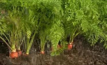 种植胡萝卜方法及施肥技术,露天胡萝卜种子种植技术
