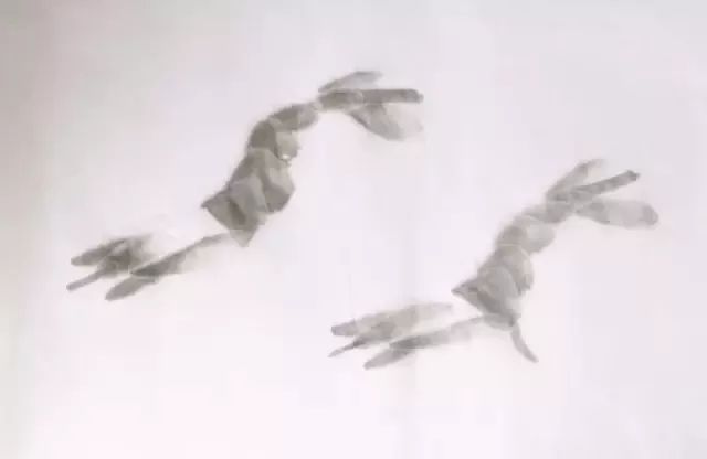 简单方法画虾,怎样画虾教学视频