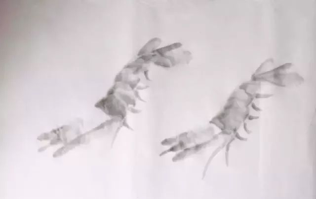 简单方法画虾,怎样画虾教学视频