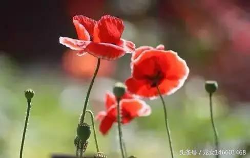 世界各国的国花视频,各国国花及花语列表