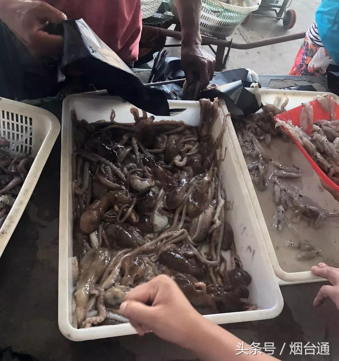 烟台开海现场直播视频,开海现场视频直播