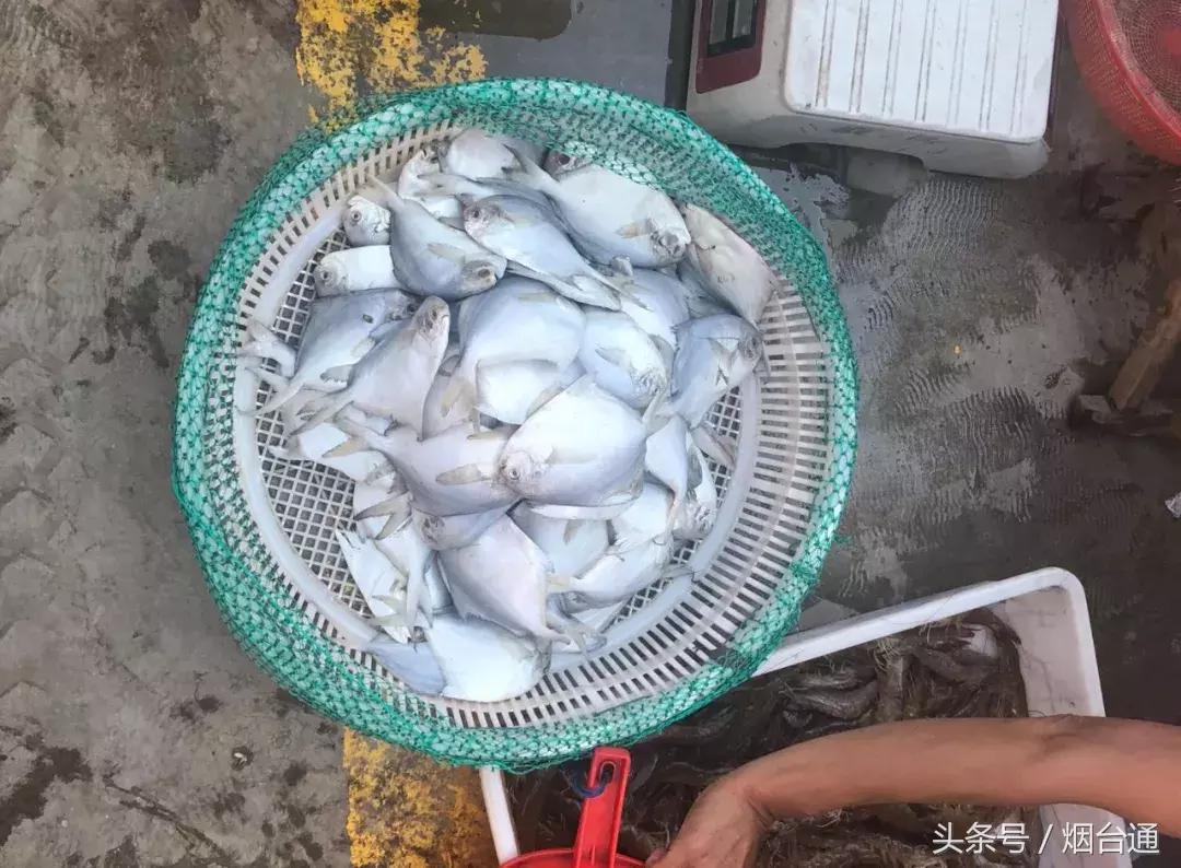 烟台开海现场直播视频,开海现场视频直播