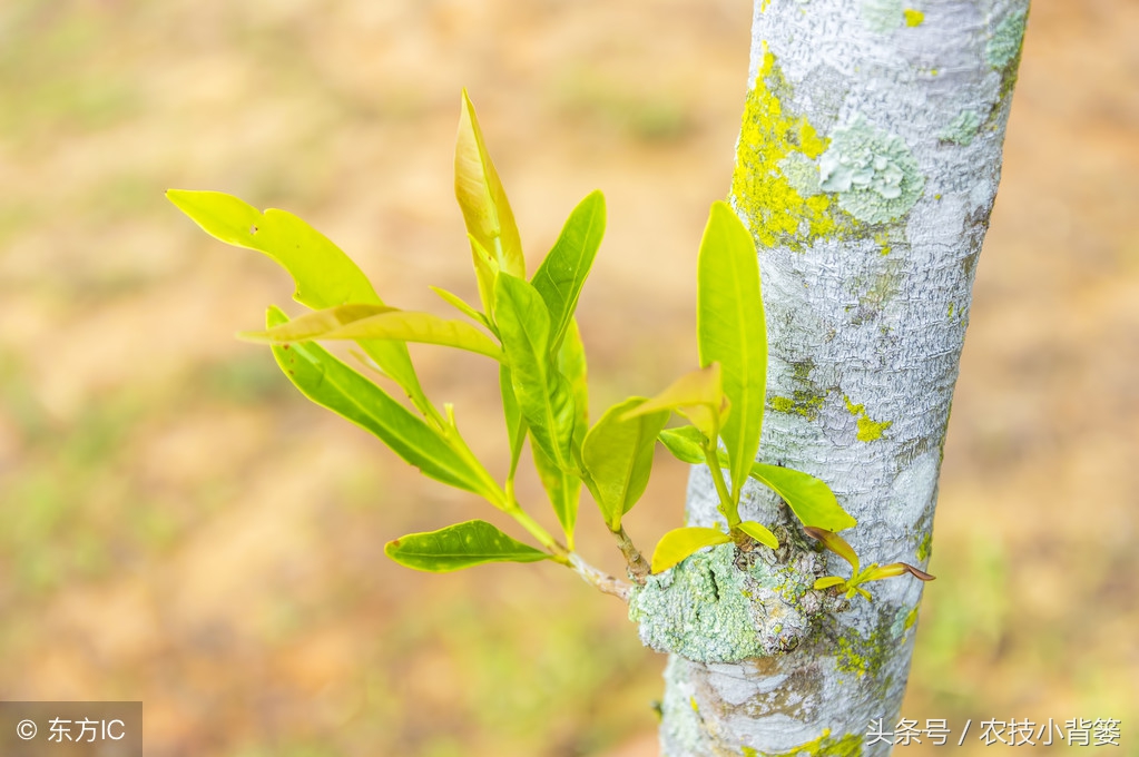 提高果树嫁接成活率的六个方法,你用对了几个?