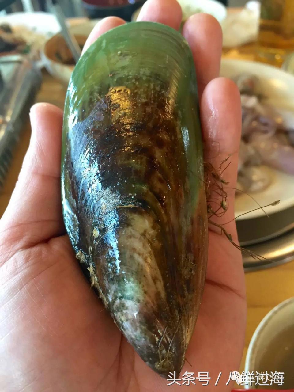 新西兰海边青口贝,新西兰赶海吃青口贝