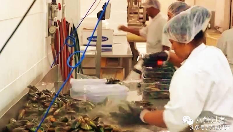 新西兰海边青口贝,新西兰赶海吃青口贝