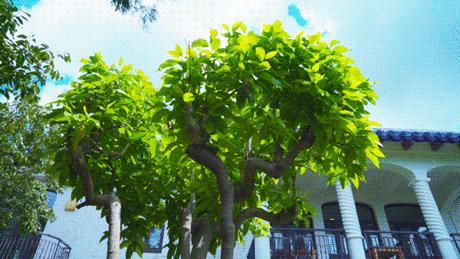 国学大师一生只娶一次妻子,国学大师的最后十年