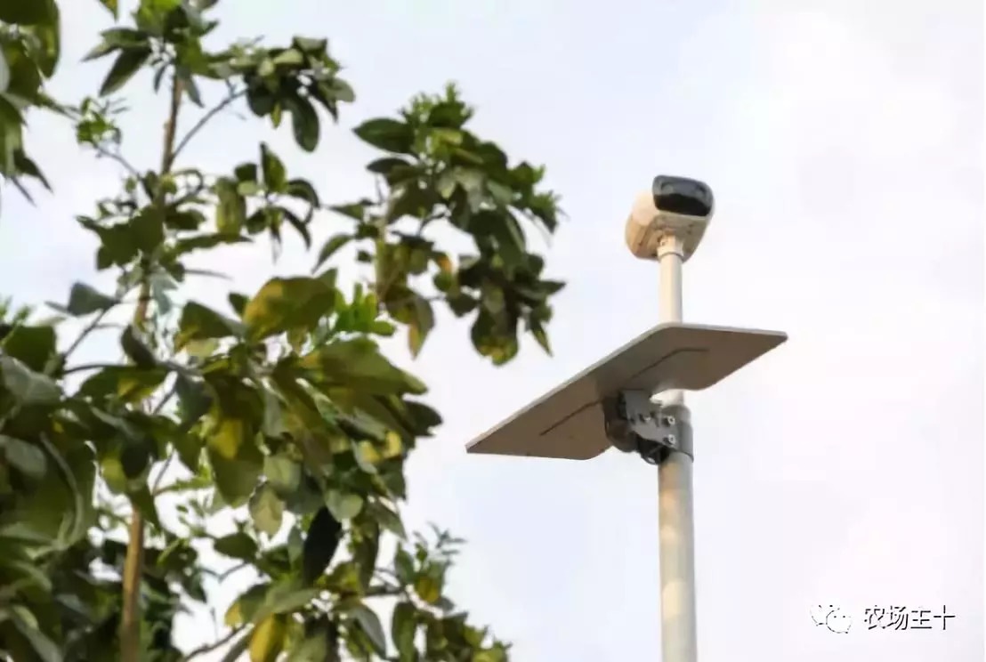 抖音、直播、黑科技，90后“新农人”这样玩转果园！