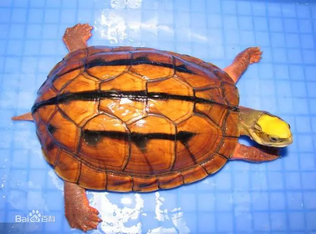 这款软糯小点心好吃到想打滚,果冻小食