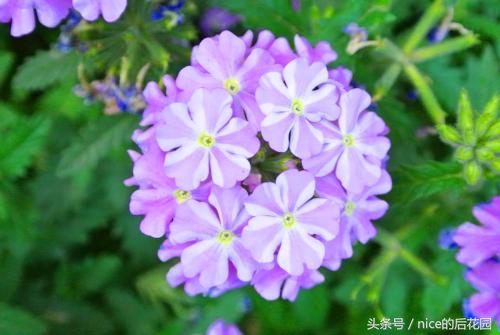 美女樱认不得？只怪它衣服太多