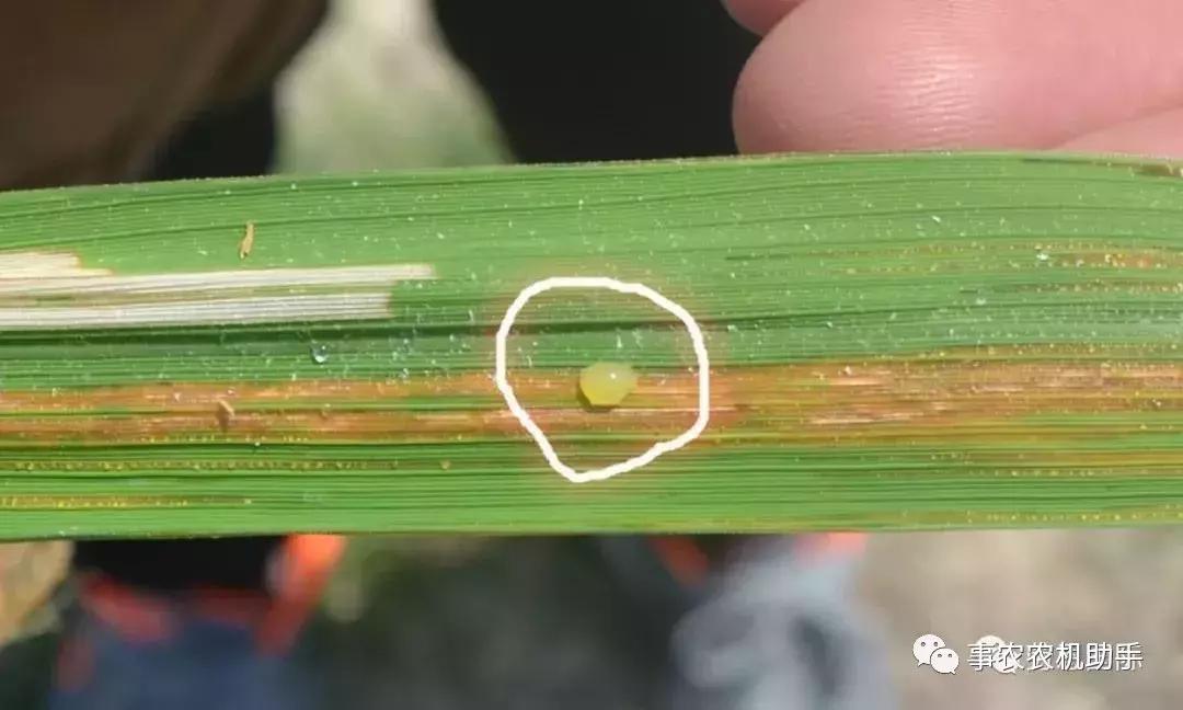 水稻红叶病两个字的特效药,水稻红叶病怎么治疗最好