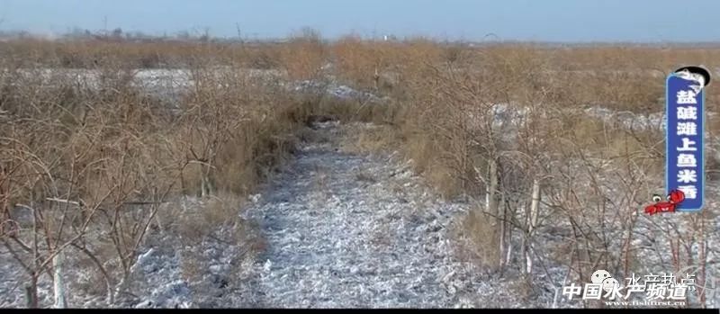 盐碱地变身新粮仓,盐碱地改良滩涂变良田