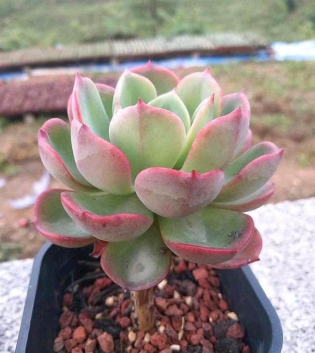 多肉植物多久需要修根,促进多肉植物生根的方法