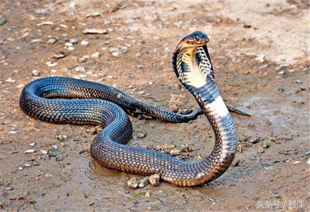 汉字的温度，我徒手抄完《新华字典》收录的所有成语，效果惊人！