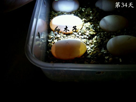 草龟繁殖经验分享孵蛋40天破壳,草龟养殖日记从幼苗开始