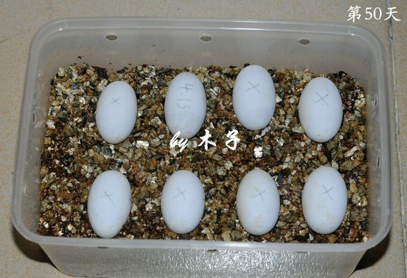 草龟繁殖经验分享孵蛋40天破壳,草龟养殖日记从幼苗开始