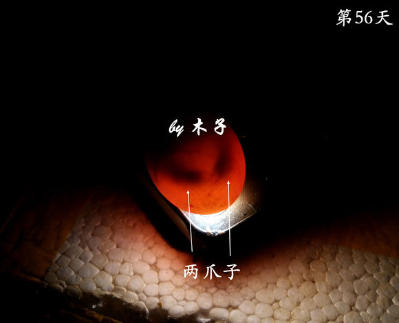 草龟繁殖经验分享孵蛋40天破壳,草龟养殖日记从幼苗开始