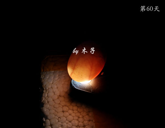 草龟繁殖经验分享孵蛋40天破壳,草龟养殖日记从幼苗开始