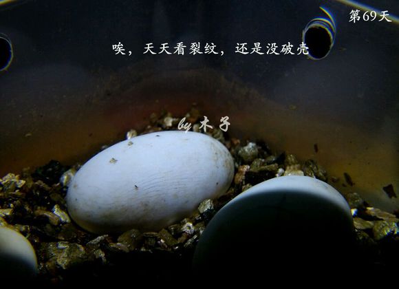 草龟繁殖经验分享孵蛋40天破壳,草龟养殖日记从幼苗开始