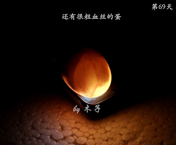 草龟繁殖经验分享孵蛋40天破壳,草龟养殖日记从幼苗开始