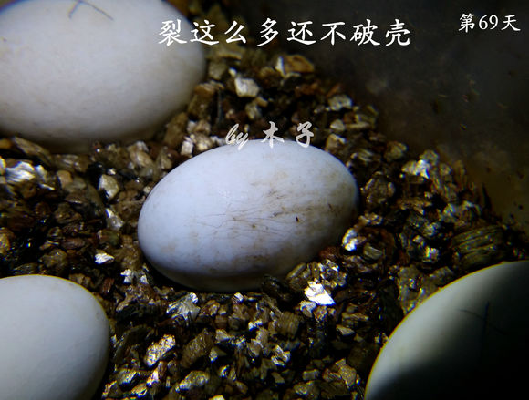 草龟繁殖经验分享孵蛋40天破壳,草龟养殖日记从幼苗开始