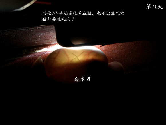 草龟繁殖经验分享孵蛋40天破壳,草龟养殖日记从幼苗开始