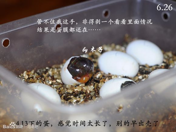 自己养的草龟怎么孵化草龟蛋,自家养的草龟如何产蛋