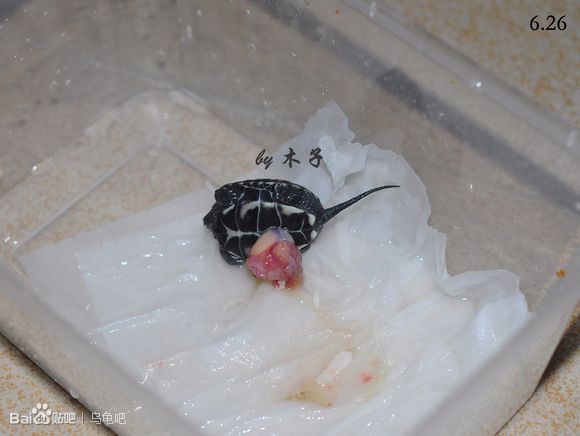 自己养的草龟怎么孵化草龟蛋,自家养的草龟如何产蛋